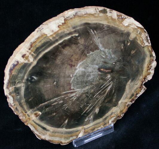 Woodworthia Petrified Wood Slab - #12629